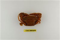 藏品(達氏短槳蟹)的圖片